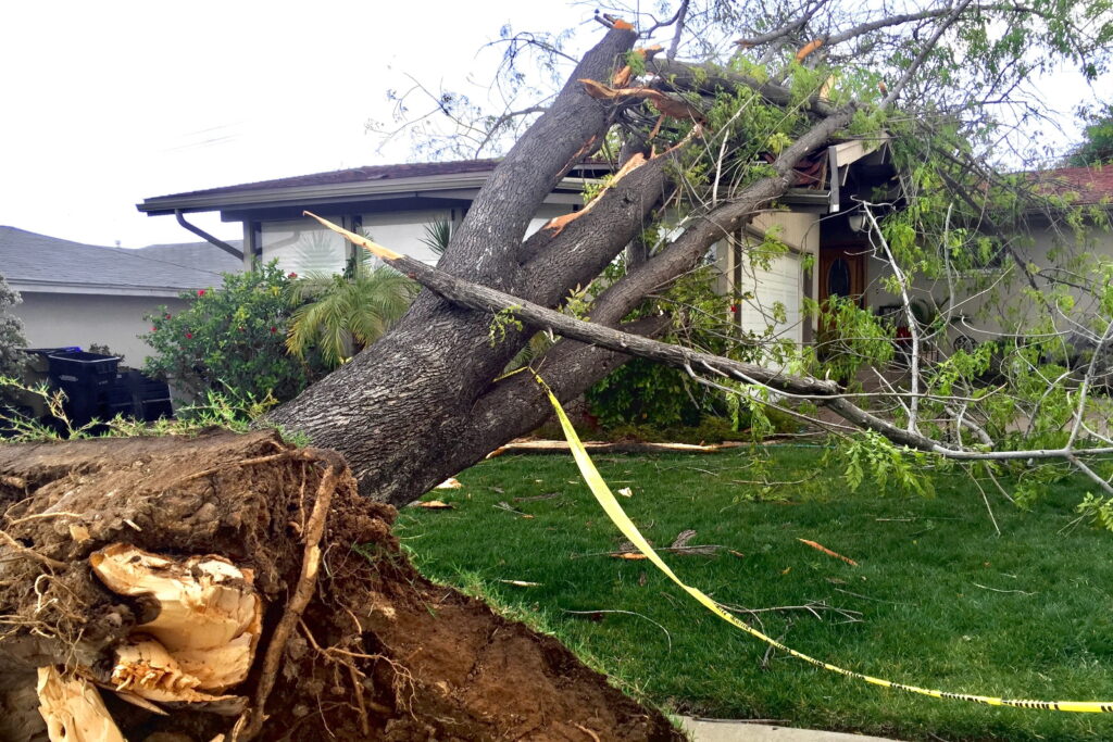 Professional Slidell Tree Services for storm cleanup