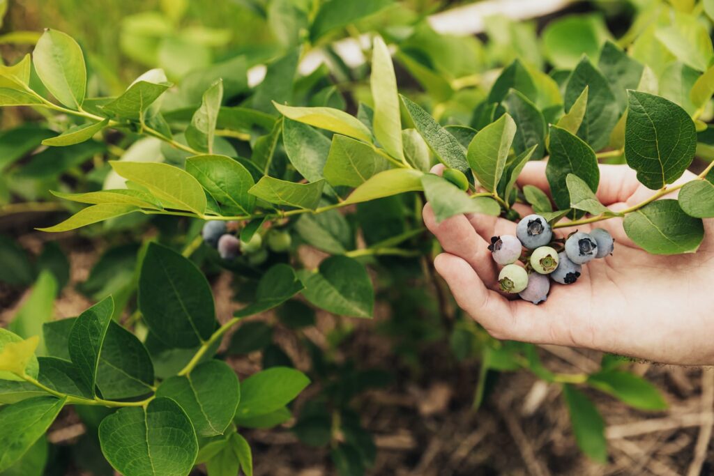 blueberry bushes