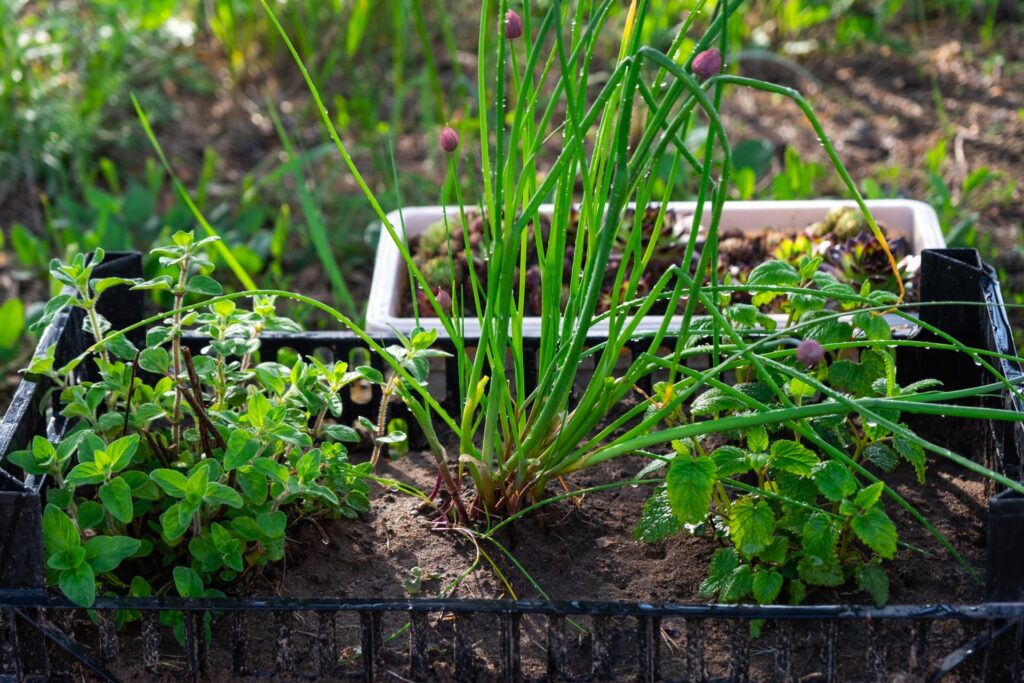 plant an herb garden