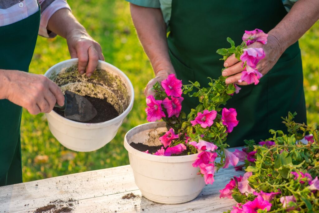 a couple planting petunias in Slidell