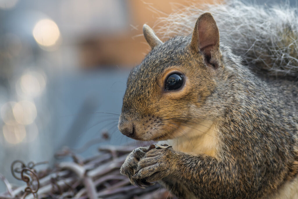 Animal Control for nuisance wildlife 2